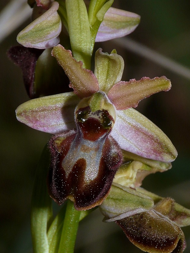 O. exaltata archipelagi oppure ibrido?